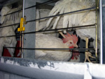hens in "comfort cage"