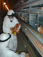 Majja removes the hens from the cages